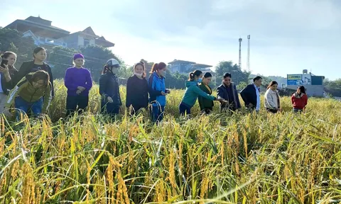 Bắc Kạn: Sản xuất nông nghiệp năm 2022: Bài học vượt lên trong gian khó