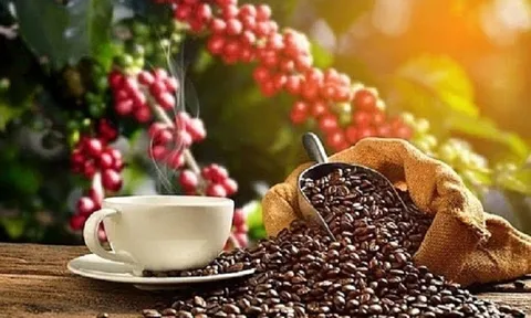 Giá cà phê ngày 06/2: Giá cà phê trong nước dao động từ 42.400 – 42.800 đồng/kg