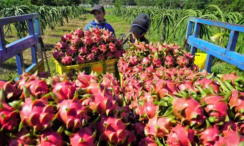 Giá nhiều loại nông sản xuất khẩu sang Trung Quốc tăng mạnh