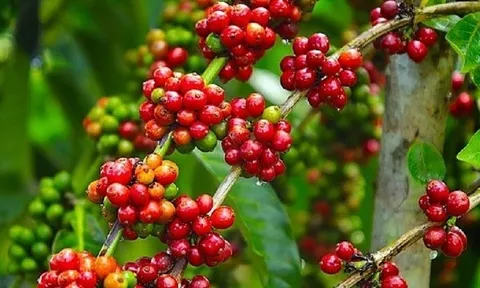 Giá cà phê ngày 08/2: Giá cà phê trong nước tăng nhẹ, dao động từ 42.700 – 43.300 đồng/kg