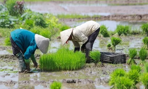 Nhiều địa phương đã đủ nước gieo cấy vụ Đông Xuân 2022-2023
