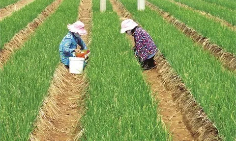 Sóc Trăng: Trồng hành tím trên đất pha cát