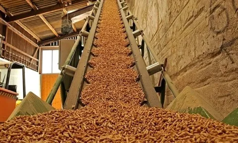 Năm 2022, xuất khẩu dăm gỗ và viên nén gỗ thu về gần 3,5 tỷ USD