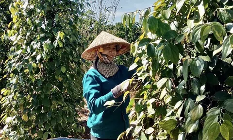 Gia Lai: Nông dân tất bật vụ thu hoạch hồ tiêu 2023