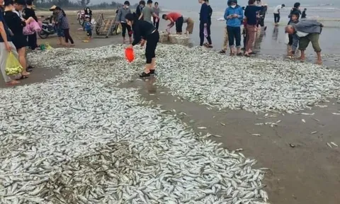 Hà Tĩnh: Liên tiếp gặp luồng cá đù, ngư dân có thu nhập khá