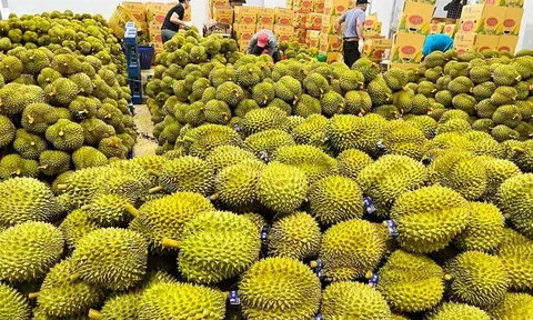 Hơn 7.000 tấn sầu riêng được xuất khẩu sang thị trường Trung Quốc