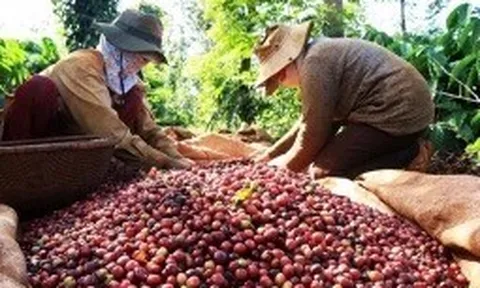 Xuất khẩu cà phê sẽ ra sao sau khi đạt kỷ lục hơn 10 năm trong 2022?