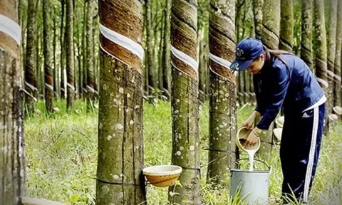 Tháng 1/2023, xuất khẩu cao su giảm mạnh