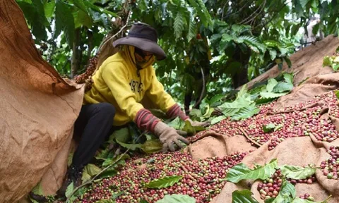 Giá cà phê ngày 17/2: Giá cà phê trong nước giảm nhẹ, dao động từ 43.300 - 44.500 đồng/kg