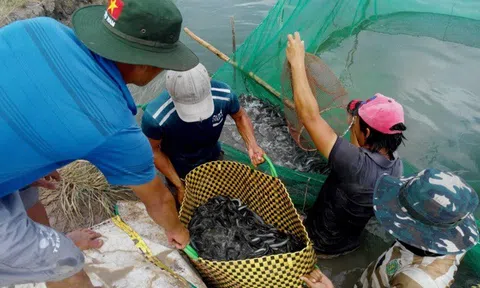 Nguồn cung cá giống khan hiếm, cá kèo thương phẩm tăng giá kỷ lục