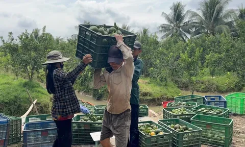 Cam sành rớt giá thảm, siêu thị, sàn thương mại điện tử nhiều nơi hỗ trợ tiêu thụ