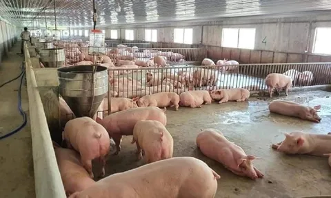 Giá heo hơi hôm nay 17/2: Giá heo hơi ổn định, dao động từ 49.000 - 53.000 đồng/kg