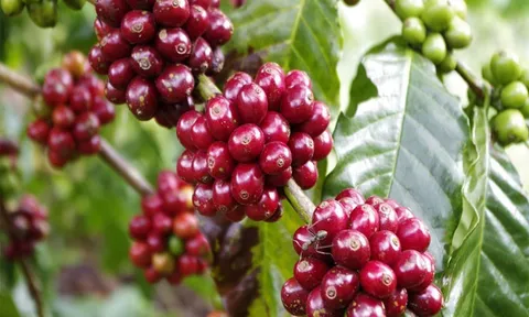 Giá cà phê ngày 21/2: Giá cà phê trong nước đi ngang, dao động từ 44.800 - 45.700 đồng/kg