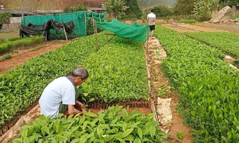 Bắc Kạn: Huyện Chợ Mới phấn đấu trồng hơn 900ha rừng