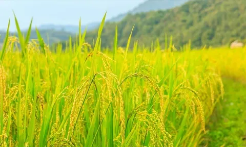 Giá lúa gạo hôm nay tiếp tục giảm, nhu cầu mua chậm