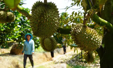 Nhiều hộ dân ở Bình Phước và Tây Nguyên ồ ạt trồng sầu riêng