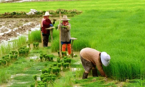 Khánh Hòa: Thí điểm cho phép chuyển mục đích sử dụng đất trồng lúa quy mô dưới 500 ha