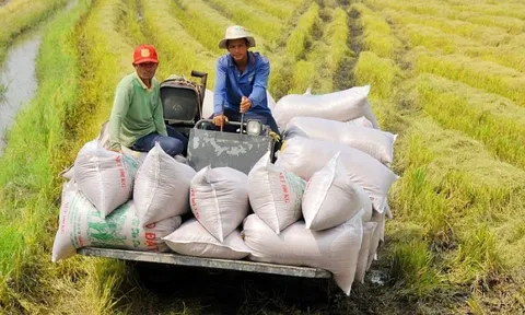 Giá lúa gạo ổn định, doanh nghiệp thu mua nhiều hơn