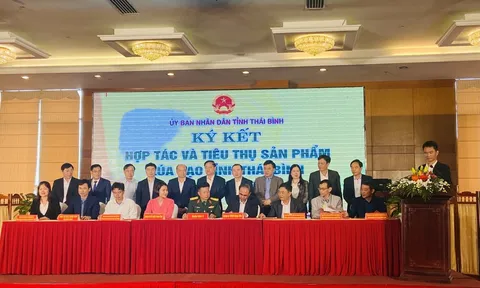 Phát triển thương hiệu lúa, gạo của tỉnh Thái Bình hiệu quả và bền vững