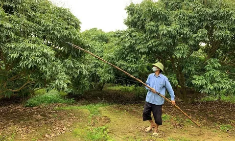 Phù Cừ (Hưng Yên): Nông dân chăm sóc vải thời kỳ ra hoa, đậu quả