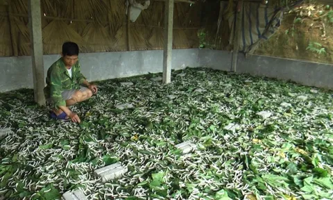 Yên Bái: Nghề trồng dâu, nuôi tằm mang lại hiệu quả kinh tế cao cho người dân huyện Trấn Yên