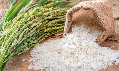 Giá lúa gạo hôm nay ổn định, thị trường thu mua xuất hiện tình trạng bỏ cọc lúa