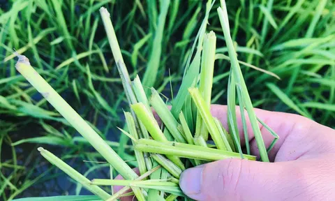 Quảng Trị: Hàng trăm ha lúa vụ Đông – Xuân bị hư hại do bệnh đạo ôn và chuột phá hoại
