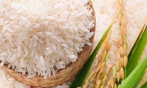 Thị trường lúa gạo hôm nay: Giá lúa gạo giảm nhẹ, giao dịch lúa chậm lại