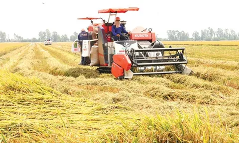 Giá lúa gạo tăng nhẹ, thị trường xuất khẩu ổn định do các nước tăng cường dự trữ lương thực