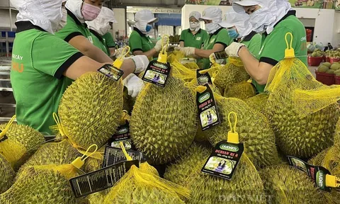 "Thiếu thương hiệu" sầu riêng Việt Nam gặp nhiều thua thiệt tại thị trường Trung Quốc