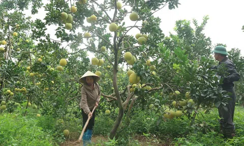 Nâng cao giá trị cây trồng, vật nuôi nhờ nông nghiệp hữu cơ