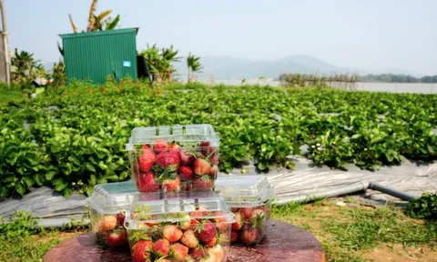 Giống cây "đặc sản" của Đà Lạt sinh trưởng tốt trên đất Nghệ An