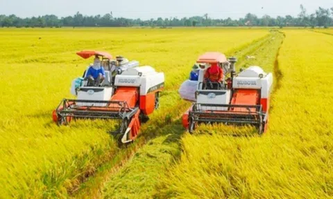 Giá lúa gạo đi ngang, các thương lái đẩy mạnh gom hàng