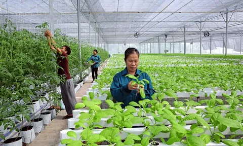 TP.HCM chú trọng phát triển kinh tế tập thể, lập mới 30 Hợp tác xã trong năm 2023