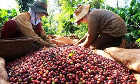 Giá cà phê ngày 20/3: Giá cà phê trong nước giảm sâu, giá thu mua cao nhất 46.400 đồng/kg