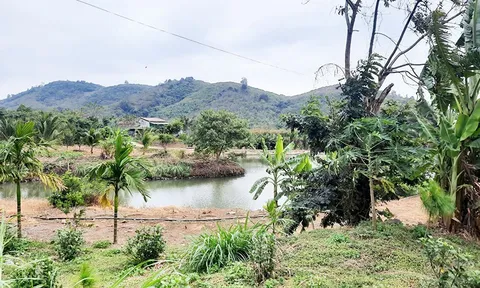 Cần phân biệt rõ mục đích giữa “đấu giá quyền sử dụng đất” và “đấu thầu dự án có sử dụng đất”
