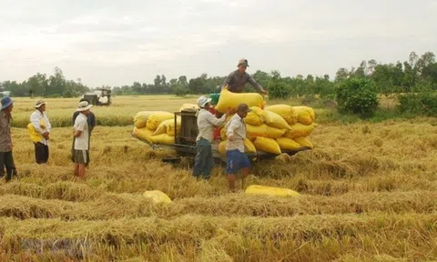 Giá lúa gạo ổn định, xu hướng tăng do nhiều nước đẩy mạnh thu mua