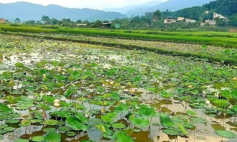 Lào Cai : Trồng Sen - hướng đi mới trong chuyển đổi cơ cấu cây trồng