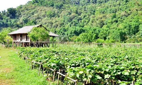 Huyện Tân Lạc (Hoà Bình) định hướng phát triển nông nghiệp gắn với du lịch