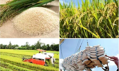 Giá lúa hôm nay tăng 300 đồng/kg, dự báo xuất khẩu gạo quý II/2023 sẽ tích cực hơn