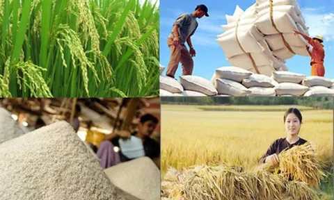 Giá lúa gạo hôm nay tăng: Giá lúa duy trì ổn định, giá gạo tăng nhẹ