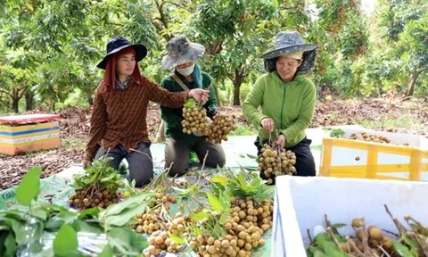 Sơn La: Tăng mã số vùng trồng, xây dựng thương hiệu sản phẩm nông sản phục vụ xuất khẩu
