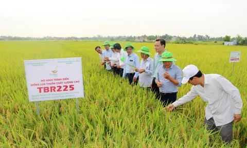 Phát triển, nhân rộng diện tích lúa chất lượng cao tại Nghệ An cần có sự đồng bộ