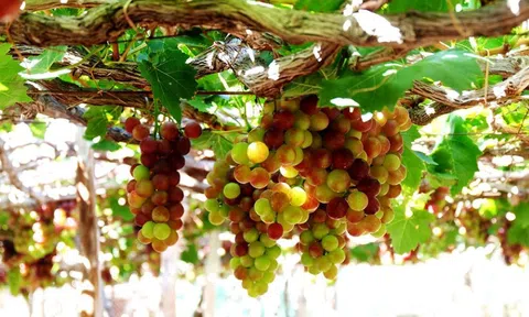 Lễ hội Nho và Vang Ninh Thuận năm 2023 sẽ có nhiều hoạt động đặc sắc