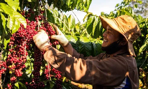Giá cà phê ngày 21/4: Giá cà phê trong nước tăng nhẹ 100 đồng/kg