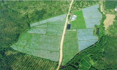 Quảng Trị: Huyện Cam Lộ nỗ lực phát triển thành trung tâm dược liệu