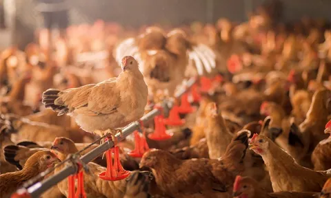 Tìm giải pháp gỡ khó, phát triển chăn nuôi gia cầm trong tình hình mới