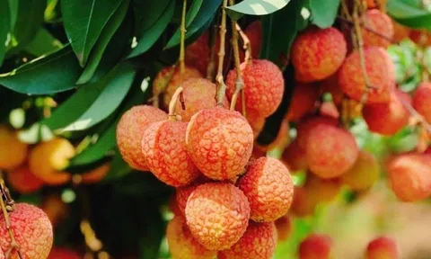 Bắc Giang dự kiến xuất khẩu 1.500 tấn vải thiều sang Hoa Kỳ