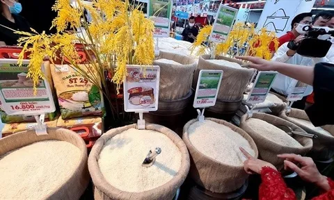 Giá lúa gạo ngày 04/5: Giá lúa gạo ổn định, thị trường giao dịch sôi động