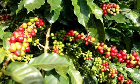 Giá cà phê ngày 07/5: Giá cà phê trong nước tăng mạnh